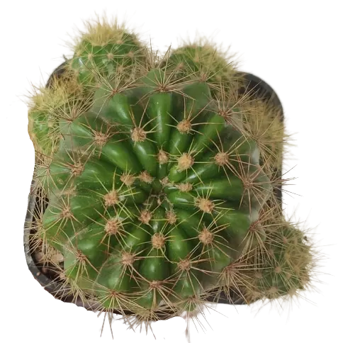 Echinopsis oxygona