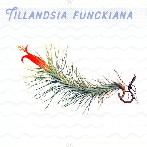 Air Plant (Tillandsia Funckiana)