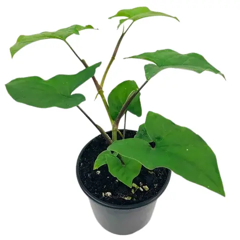 Syngonium Podophyllum – GREEN ARROW - Image 2