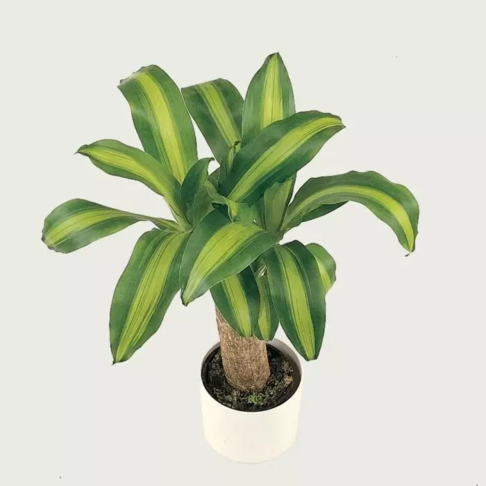 Dracaena fragrans 'Massangeana'
