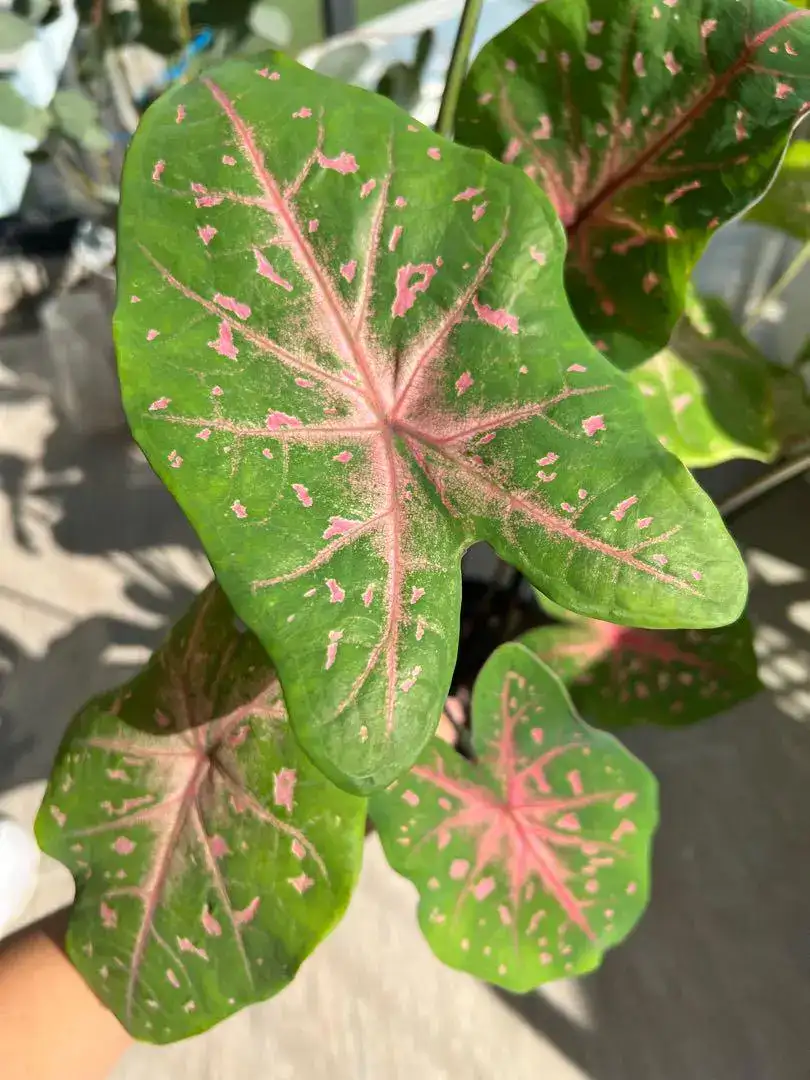 Caladium Pink vein with pink dot - Image 2