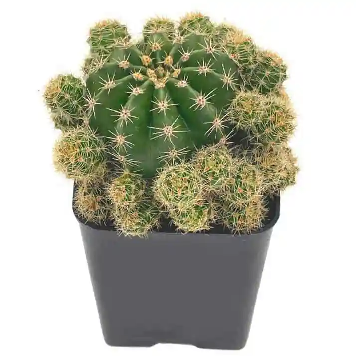 Echinopsis Oxygona (Easter Lily Cactus)