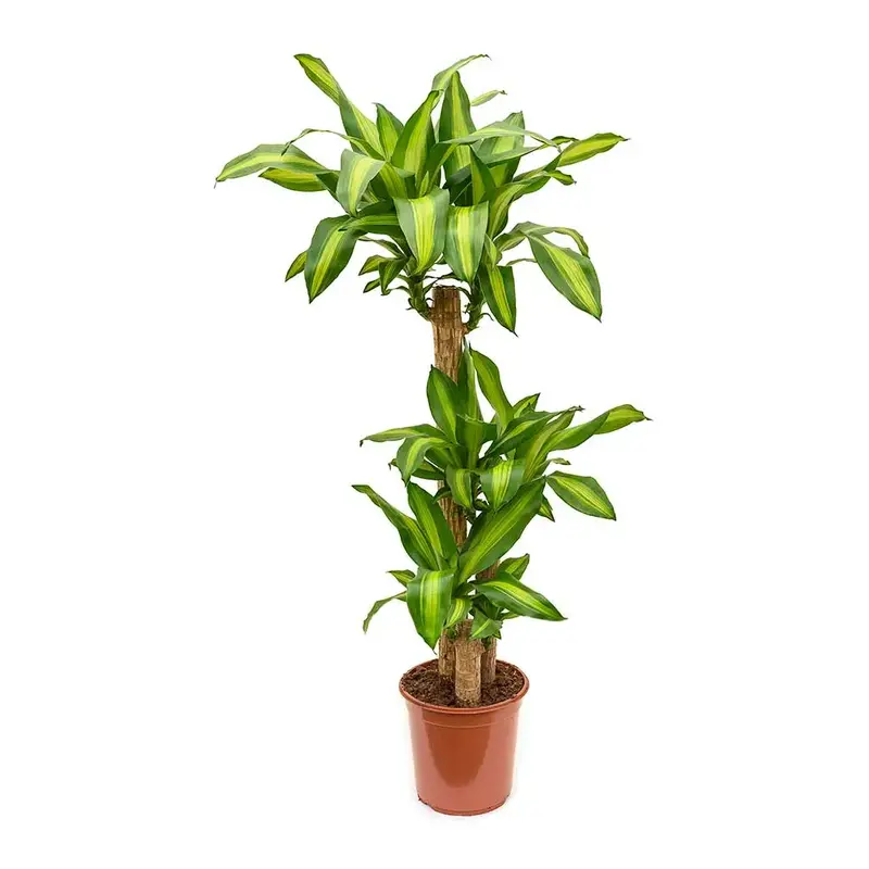 Dracaena fragrans 'Massangeana'