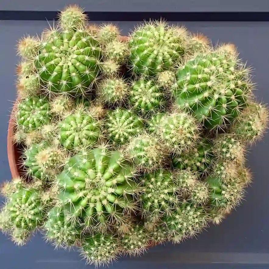 Echinopsis Oxygona (Easter Lily Cactus)