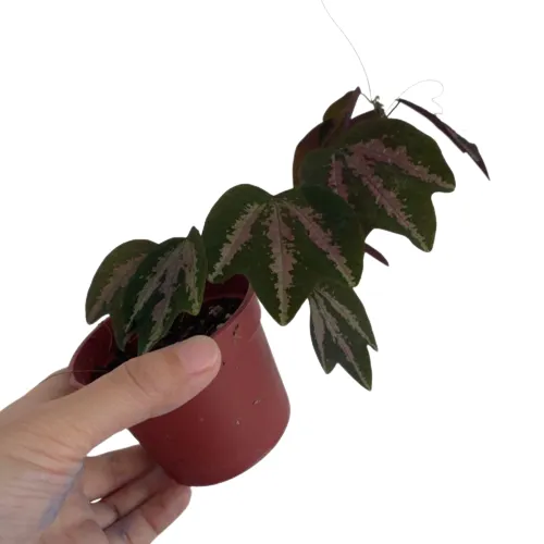 Passiflora Trifasciata / Duck feet plant - Rare - Image 2