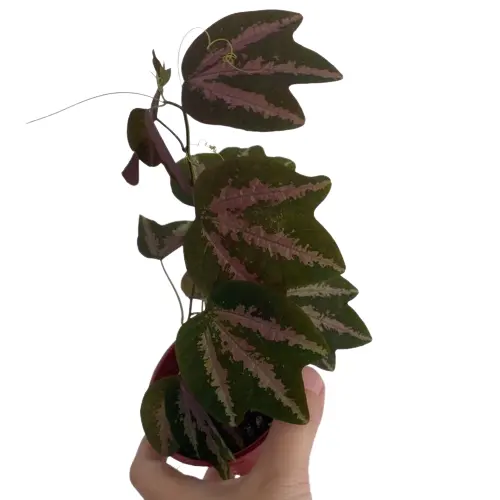 Passiflora Trifasciata / Duck feet plant - Rare - Image 3