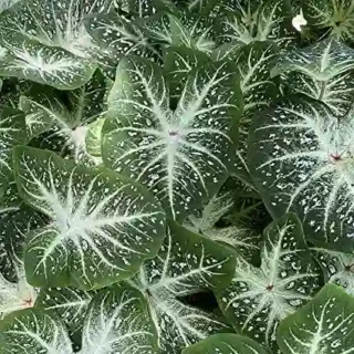 Caladium White Galaxy bulb