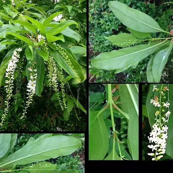 Fiddlewood (Citharexylum spinosum) | Parijatham Plant - Image 2
