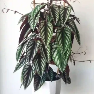 Cissus Discolor, Rex Begonia Vine - Rare Plant