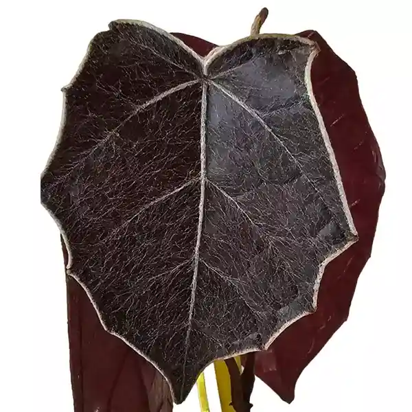 Pterisanthes sp. Borneo 'Batman'