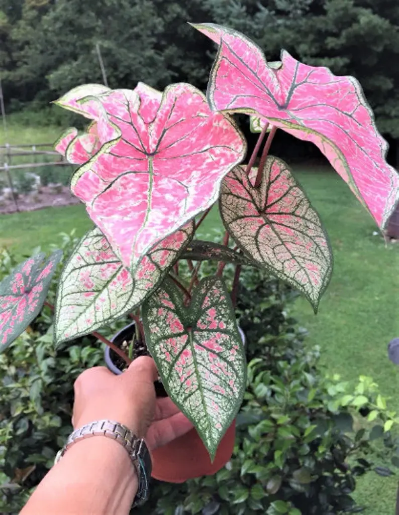 Caladium 'pink Illusion' - Image 2