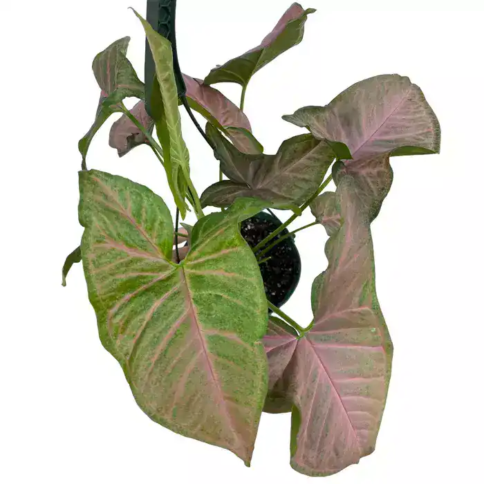 Syngonium Pink Margarita