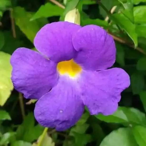 THUNBERGIA ERECTA (Growing Bush clockvine)