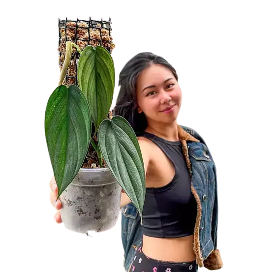 Philodendron 'Burle Marx Fantasy'