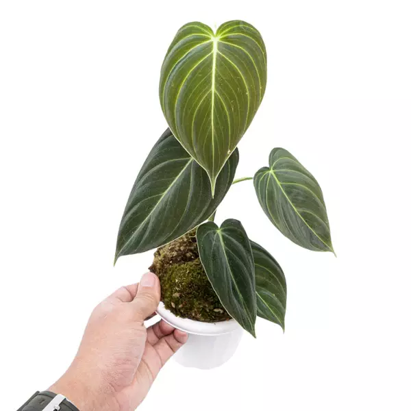 PHILODENDRON MELANOCHRYSUM