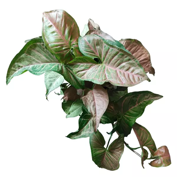 Syngonium Pink Margarita