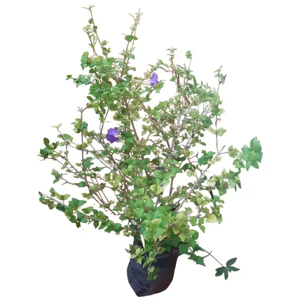 THUNBERGIA ERECTA (Growing Bush clockvine)