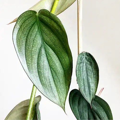 Philodendron 'Burle Marx Fantasy'