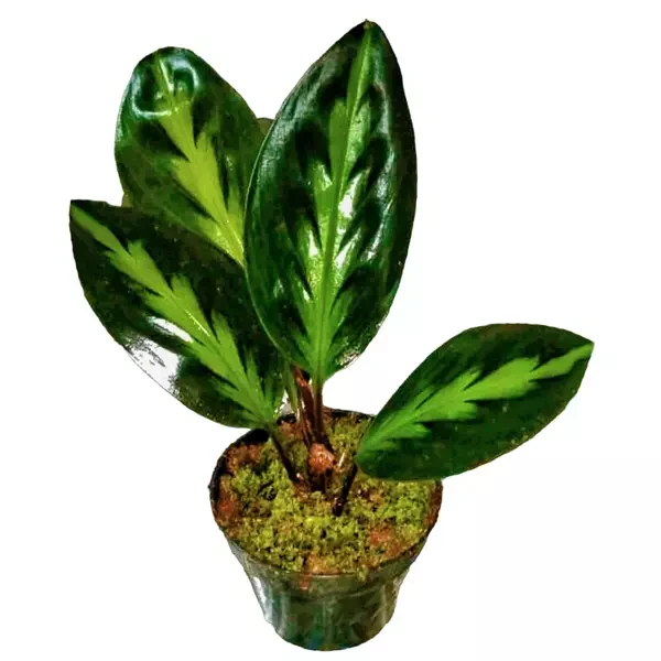 Haplocorema ekor merak sp borneo