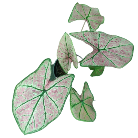 Caladium 'pink Illusion' - Image 3