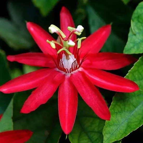 Passiflora Sherry/Krushna Kamal Plant Red