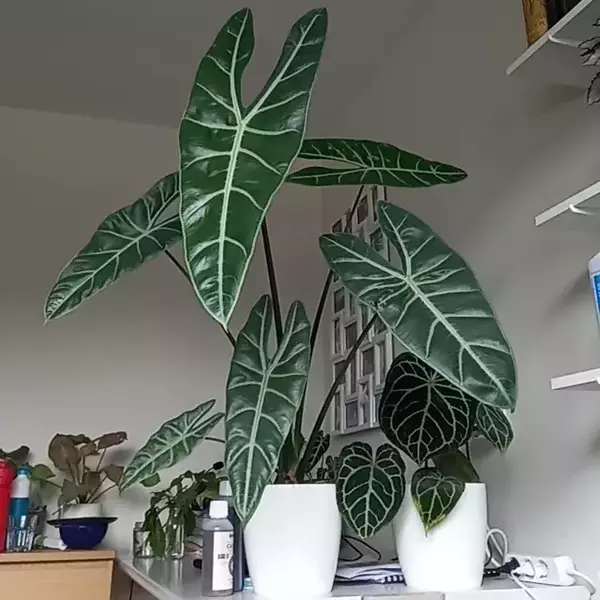 Alocasia Longiloba Lucifer