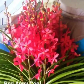 MM-032~Mokara Matured Plant(Red Anny Cool)