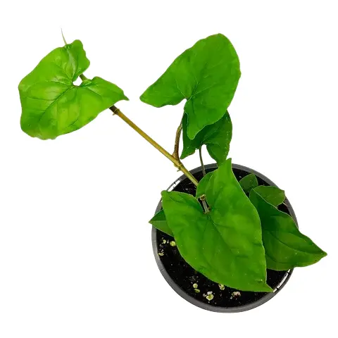 Syngonium Podophyllum – GREEN ARROW - Image 3