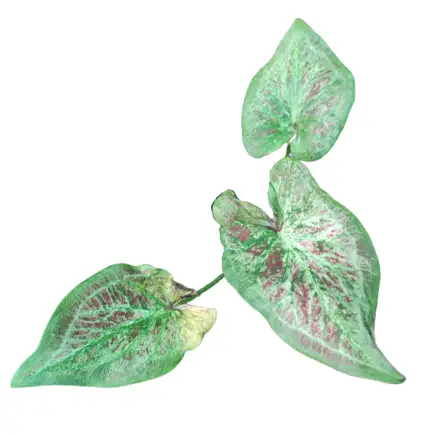 Caladium