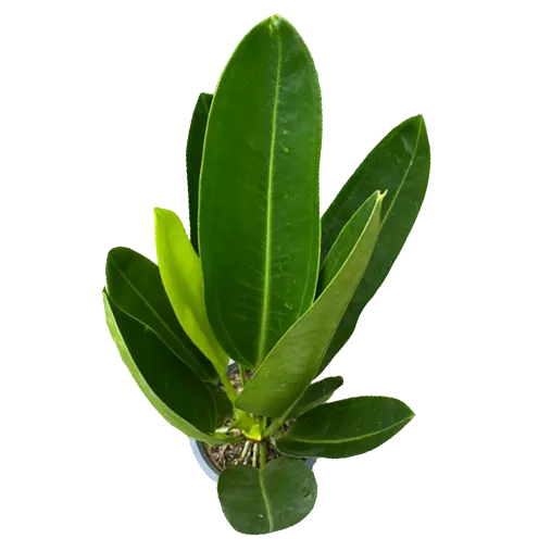 Anthurium willdenowii