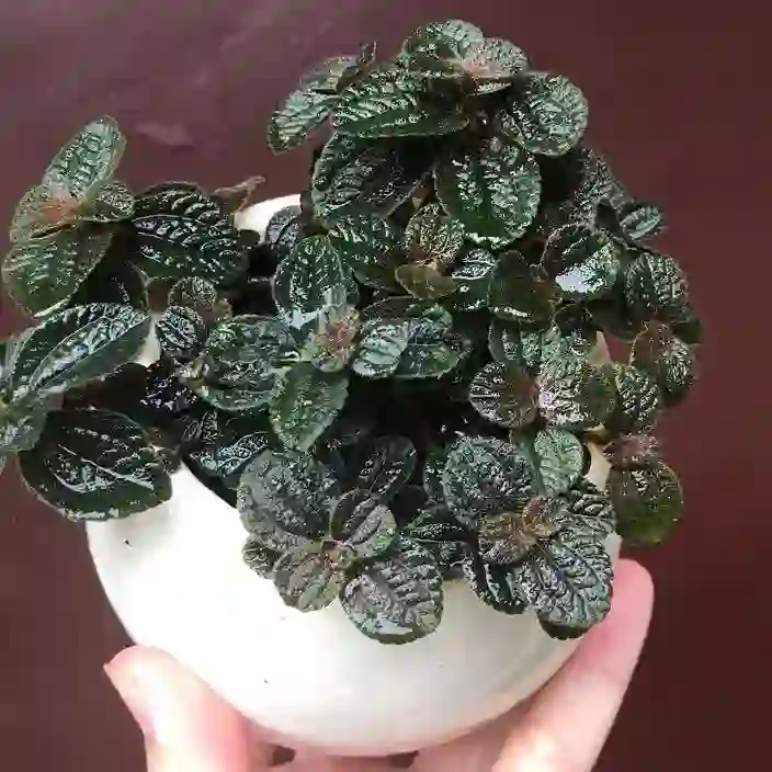 Pilea Repens