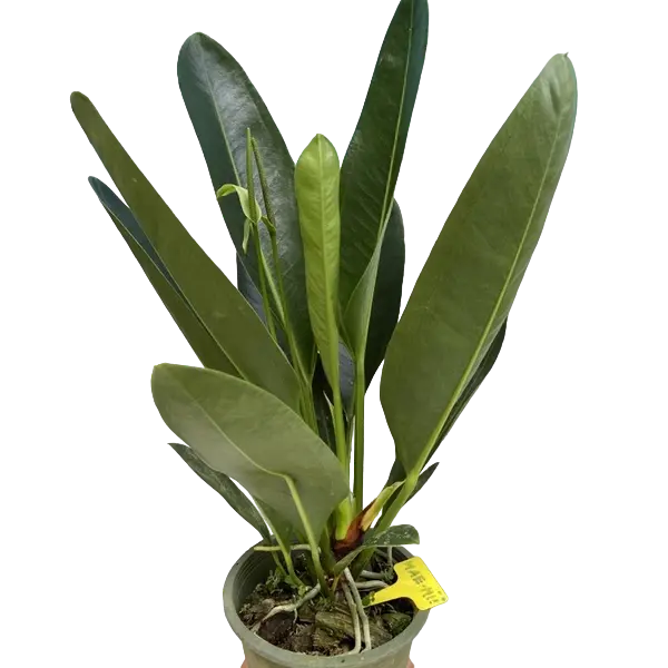 Anthurium willdenowii