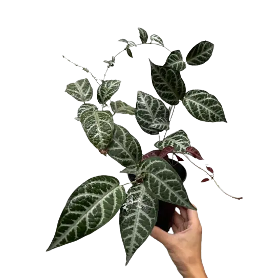 Bignonia Argyo Violacea Hort