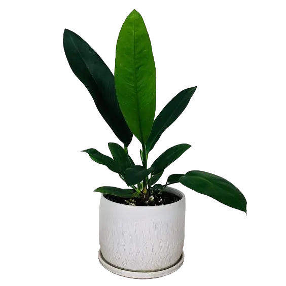 Anthurium willdenowii