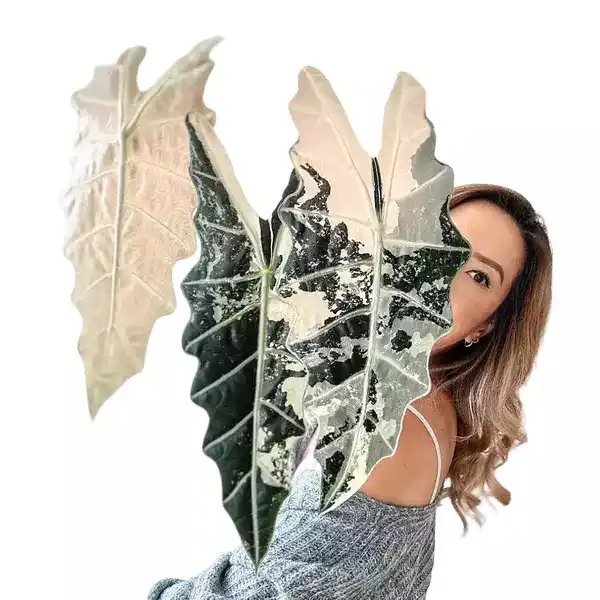 Alocasia Amazonica Variegated