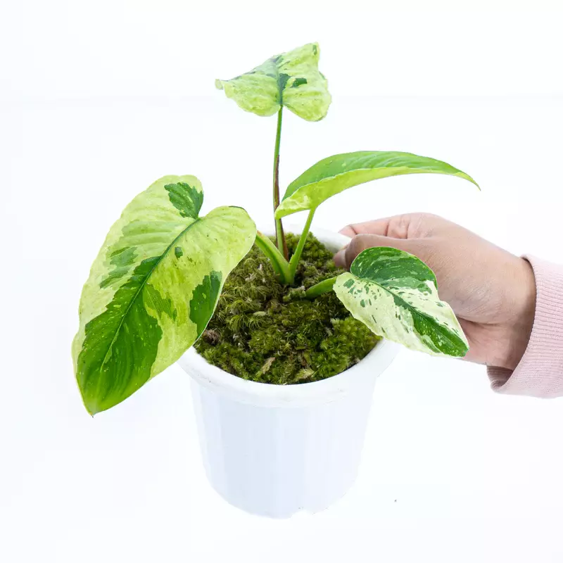 Homalomena Sp Borneo variegated