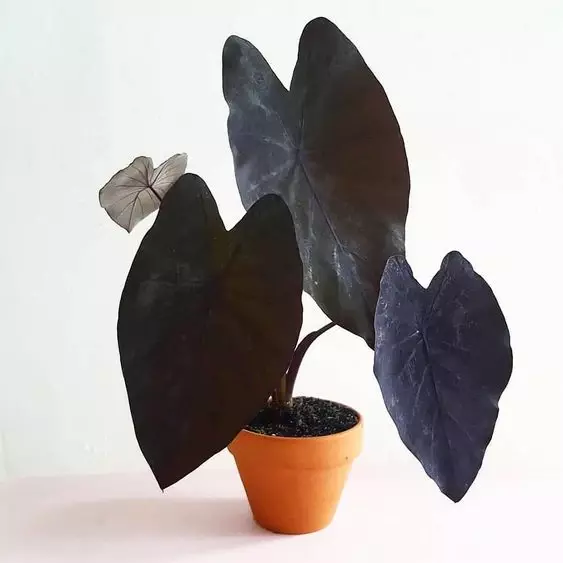 Colocasia Black Magic