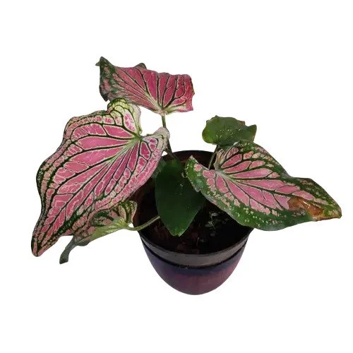 Caladium Thai Beauty