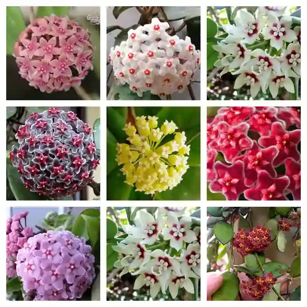 Hoya 8 varieties Como Pack