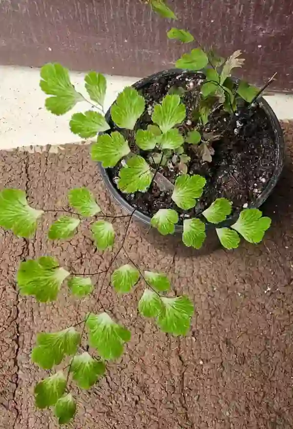 Adiantum raddianum 'Variegated'