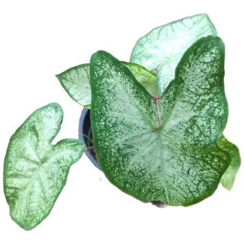 Caladium
