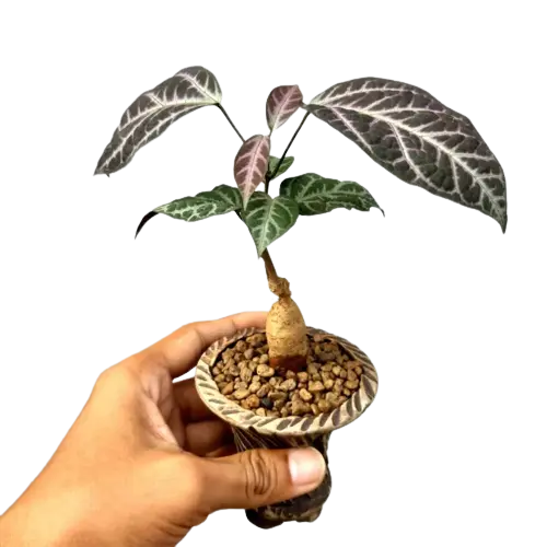 Bignonia Argyo Violacea Hort
