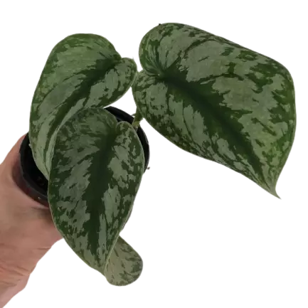 SCINDAPSUS EXOTICA PLANT