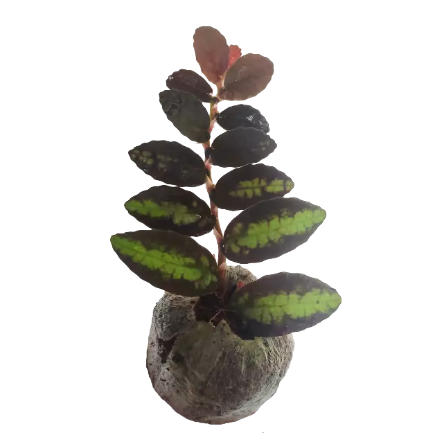 Pellionia repens var. pulchra - Image 3