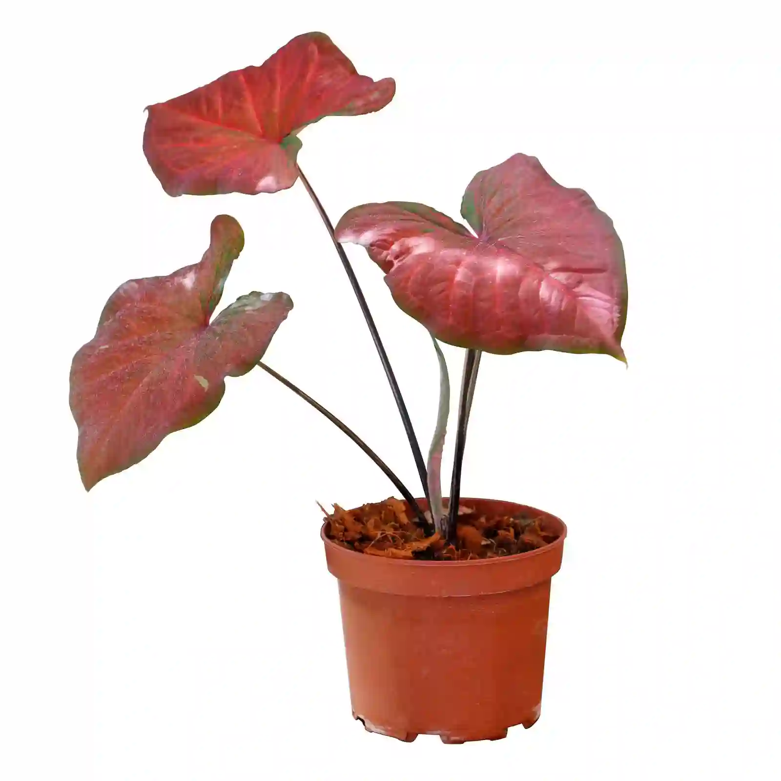 Caladium Red beauty