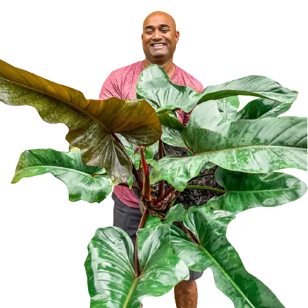 Philodendron Florida bronze