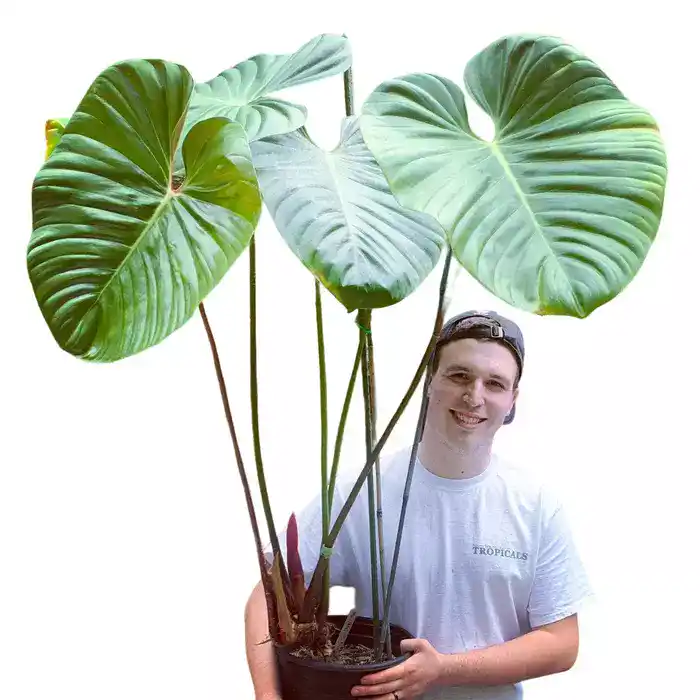 Philodendron Lynamii
