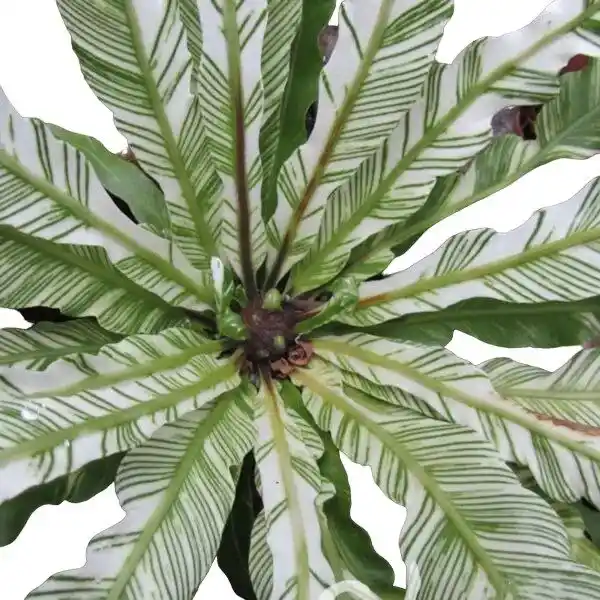 Asplenium Nidus Variegated
