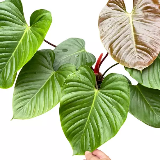 Philodendron Lynamii