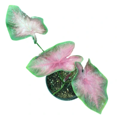 Caladium